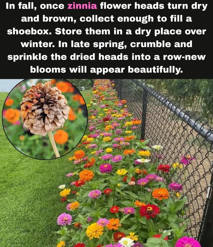 Zinnia Seed Saving Hack for Endless Blooms 

 In fall, let zinnia flower heads dry on the stem until they turn brown and papery.

狀 Collect enough dried heads to fill a small box like a shoebox.

 Store them in a cool, dry place over winter.

 In late spring, crumble the dried flower heads and scatter the seeds in rows.

 Soon, a fresh wave of colorful zinnias will bloom beautifully, just like before!

 Easy, budget-friendly, and a wonderful way to keep your garden full of color year after year.