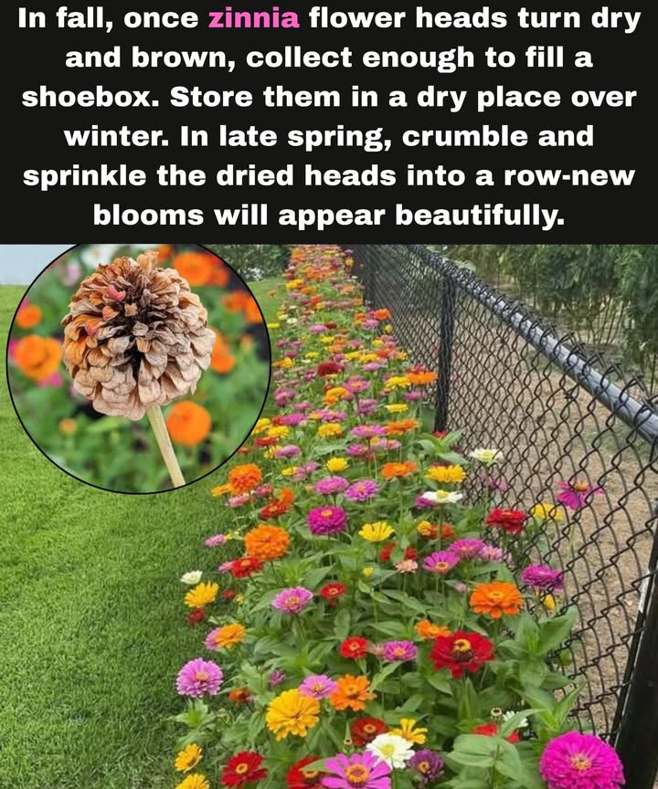 Zinnia Seed Saving Hack for Endless Blooms 

 In fall, let zinnia flower heads dry on the stem until they turn brown and papery.

狀 Collect enough dried heads to fill a small box like a shoebox.

 Store them in a cool, dry place over winter.

 In late spring, crumble the dried flower heads and scatter the seeds in rows.

 Soon, a fresh wave of colorful zinnias will bloom beautifully, just like before!

 Easy, budget-friendly, and a wonderful way to keep your garden full of color year after year.