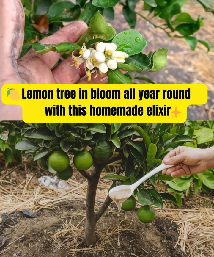 Your lemon tree will bloom all year round with this homemade elixir!  Its easy, nutritious, and very effective at promoting flower and fruit production.

籠 Heres the step-by-step preparation:
1. Mix 1 liter of water with 4 teaspoons of ground oats.
2. Add 1 teaspoon of cinnamon and 1 teaspoon of brown sugar.
3. Cover the mixture with a cloth and let it ferment for 2 days in a warm place.
4. Then, dilute the mixture in 5 liters of water.
5. Apply directly to the soil, near the lemon trees roots.
6. Repeat this process every 15 days to ensure continuous blooming. 

 This elixir, rich in natural nutrients, will strengthen your tree and promote abundant blossoms. Your lemon tree will appreciate it!