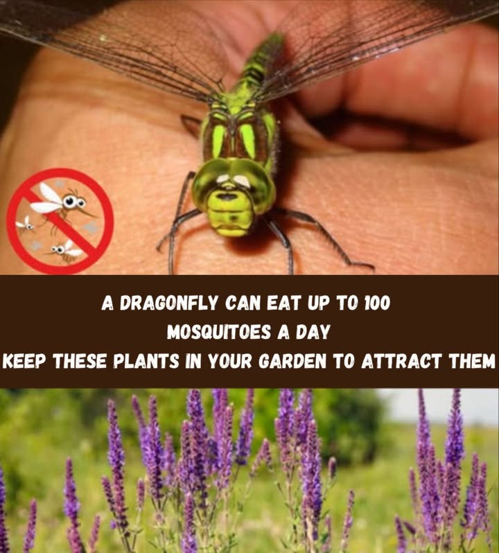 Attracts dragonflies to the garden  they devour hundreds of mosquitoes every day 

Dragonfly-friendly plants:
 Cattail Totora  Ideal shelter and breeding ground
 Water lilies  Perfect resting place on the water
 Blazing star Blazing star  Attracts their natural prey
 Lantana  Irresistible bright flowers
 Joe-Pye weed Joe-Pye weed  Nectar source and pollinator hub

 A welcoming and natural garden for mosquito-free days