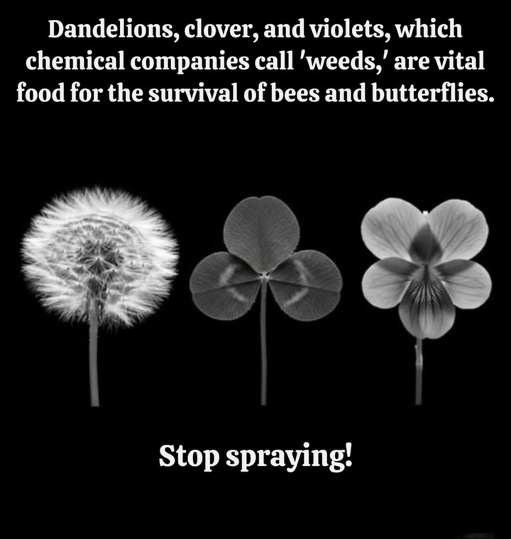 Theyre not weedstheyre food for wildlife
What chemical companies call “weeds” are actually life-saving plants:

 Dandelion  first nectar for bees in early spring.
 Clover  rich source of pollen, keeps lawns alive with pollinators.
 Violets  host plants for fritillary butterflies.

Each spray kills more than plants. It starves the bees, butterflies, and wildlife that depend on them.

 Stop spraying. Let them bloom.
Your lawn can be a sanctuary, not a dead zone.