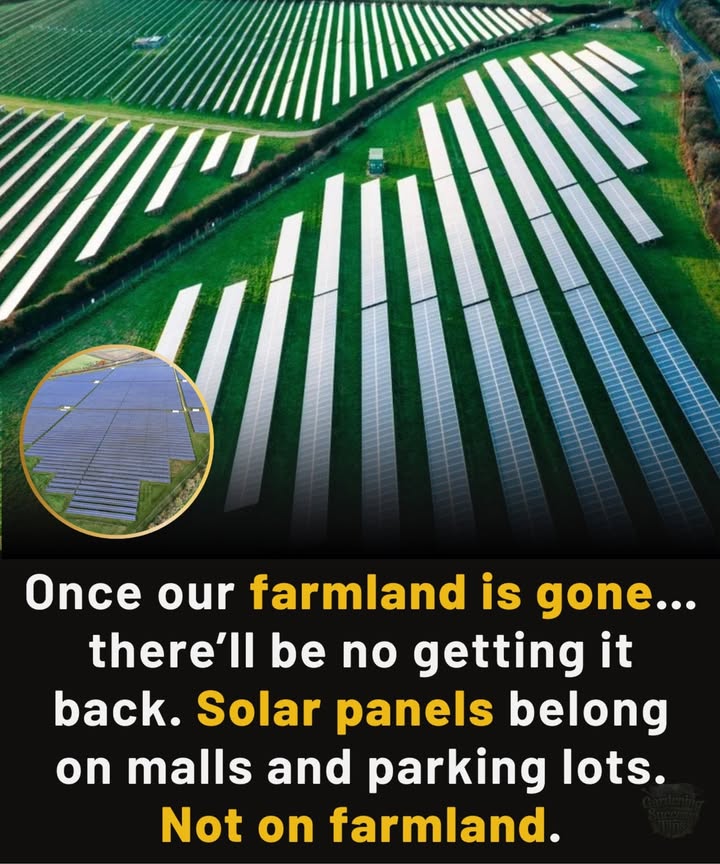 Once Our Farmland Is Gone Theres No Getting It Back 

Farmland is more than soilits food security, wildlife habitat, and heritage.
Covering it with solar panels erases that forever.

We need renewable energy, but it belongs on malls, rooftops, and parking lotsnot on the land that feeds us.

Protect farmland. Protect the future.