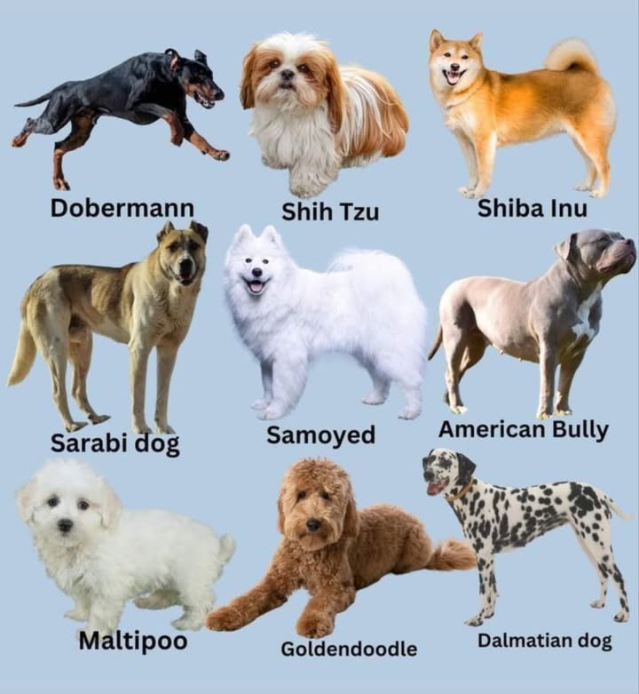 9 Popular Dog Breeds Youll Love 
1. Dobermann  The Fearless Guardian

Known for their loyalty, intelligence, and protective nature, Dobermanns make excellent guard dogs and family companions.

2. Shih Tzu  The Royal Lapdog

With their luxurious coats and sweet personalities, Shih Tzus are affectionate companions perfect for apartment living.

3. Shiba Inu  The Independent Spirit

These fox-like dogs are confident, bold, and full of personality. They love adventure but value their independence.

4. Sarabi Dog  The Mighty Protector

A rare and powerful breed, Sarabi dogs are strong, courageous, and deeply loyal to their families.

5. Samoyed  The Smiling Fluff

Known for their Sammy smile, Samoyeds are friendly, playful, and incredibly fluffy, making them great family dogs.

6. American Bully  The Gentle Muscle

Despite their muscular build, American Bullies are affectionate, gentle, and love being around people.

7. Maltipoo  The Tiny Sweetheart

A mix of Maltese and Poodle, Maltipoos are cute, cuddly, and hypoallergenicperfect for those who want a low-shedding pet.

8. Goldendoodle  The Playful Teddy Bear

A cross between a Golden Retriever and a Poodle, Goldendoodles are smart, friendly, and great with kids.

9. Dalmatian  The Spotted Star

Famous for their unique spots, Dalmatians are energetic, intelligent, and love outdoor activities.

 From bold protectors to cuddly fluffballs, theres a perfect dog for every heart.