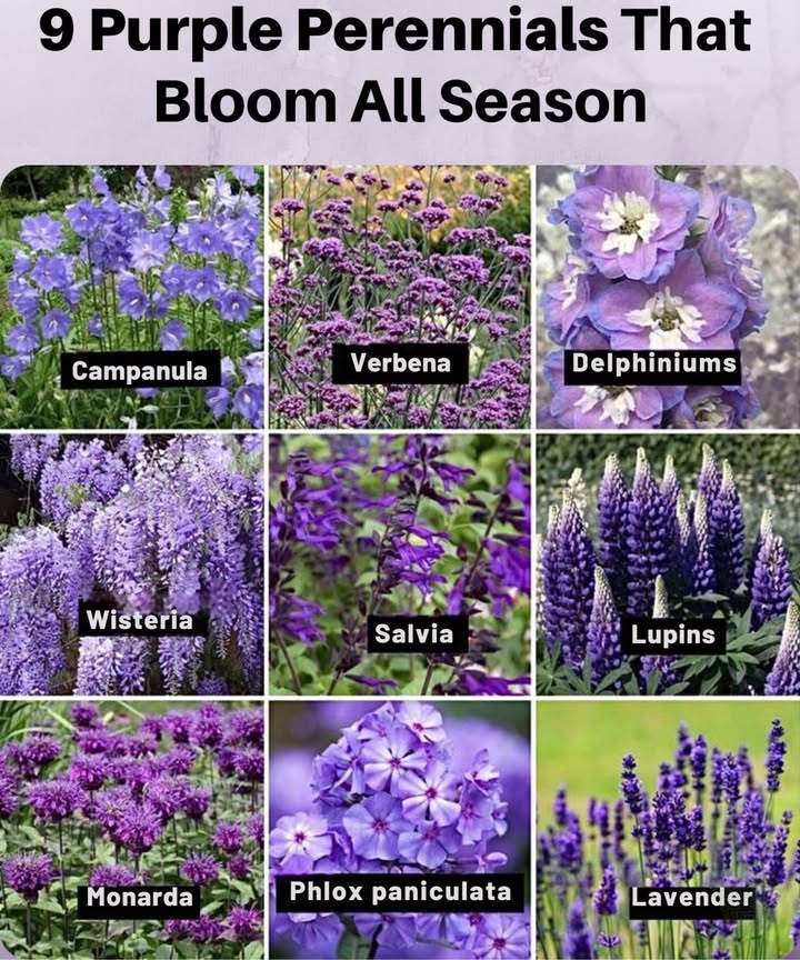 Purple Perennials That Shine All Season 
 Campanula  Zones 38, cheerful bell-shaped blooms.
 Verbena  Zones 711, attracts butterflies & bees.
 Delphiniums  Zones 37, tall spikes of violet drama.
 Wisteria  Zones 49, cascading blooms with fragrance.
 Salvia  Zones 410, pollinator favorite, drought-tolerant.
 Lupins  Zones 48, vibrant spires for cottage gardens.
 Monarda  Zones 49, bee balm that pollinators cant resist.
 Phlox paniculata  Zones 48, clusters of long-lasting blooms.
 Lavender  Zones 59, fragrant purple waves all summer.

 Perfect picks for season-long color in beds & borders!
