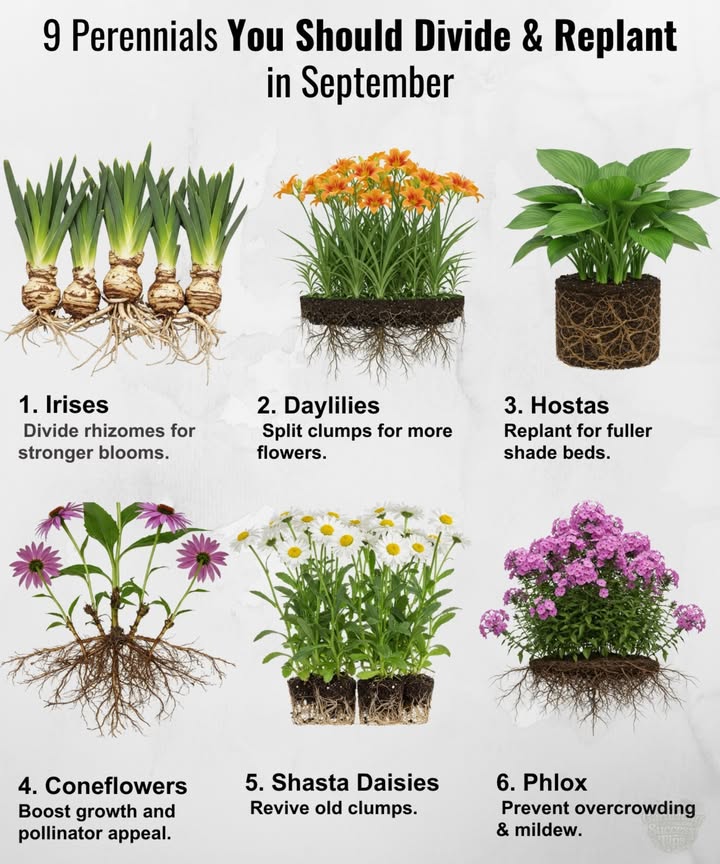 September is the perfect time to refresh tired perennials and get them ready for next year.

 Irises Zones 39  Divide rhizomes for stronger blooms.
 Daylilies Zones 39  Split clumps for more flowers.
 Hostas Zones 38  Replant for fuller shade beds.
 Coneflowers Zones 39  Boost growth and pollinator appeal.
 Phlox Zones 48  Prevent overcrowding & mildew.
 Peonies Zones 38  Move now for next years bloom.
 Shasta Daisies Zones 49  Revive old clumps.
 Sedum Zones 39  Hardy, easy to transplant.
 Asters Zones 48  Ensure a fuller fall and spring show.

 Divide now, double the color later!