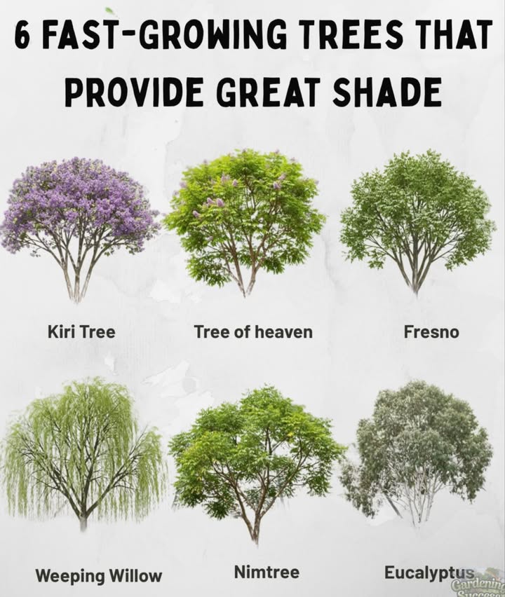 Fast-growing trees that bring cooling shade:
 Kiri Tree  lush and quick to mature
 Tree of Heaven  wide canopy and rapid growth
 Fresno  dense foliage, perfect for large spaces
 Weeping Willow  graceful with sweeping branches
 Nimtree  hardy and adaptable in many climates
 Eucalyptus  tall, aromatic, and fast to establish

Ideal choices for creating natural shade and beauty