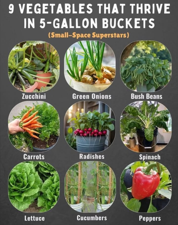 9 Vegetables That Thrive in 5-Gallon Buckets Small-Space Superstars
勒 Best Bucket-Friendly Veggies:

Zucchini  High yield with minimal effort.

Green Onions  Continuous harvest from one planting.

Bush Beans  Compact, productive, and easy to grow.

Carrots  Sweet and crunchy right from your bucket.

Radishes  Fast-growing, ready in just a few weeks.

Spinach  Nutrient-packed leafy greens.

Lettuce  Crisp and refreshing for fresh salads.

Cucumbers  Train vines up a trellis for best results.

Peppers  Thrive in warm weather, perfect for containers.

 Why Buckets Work:

Saves space 華

Easy to move for sunlight 

Great for beginners 

Minimal weeding required 

 Tip: Use well-draining soil, water consistently, and add stakes or trellises for climbing plants like cucumbers.
