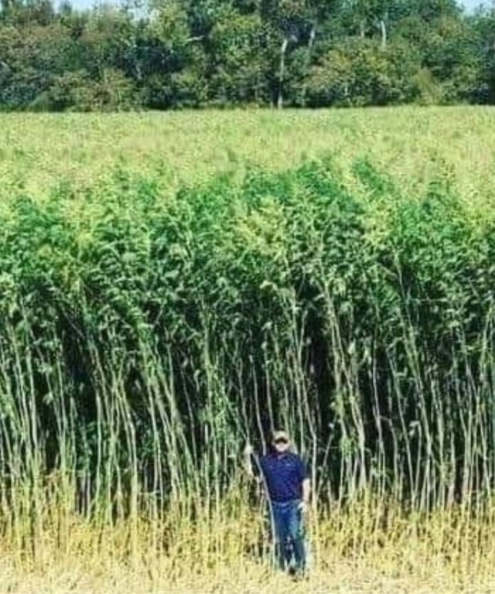 Hemp: A Plant That Saves the Planet 

A single hectare of hemp produces 25% more oxygen than the same area of forest and provides twice as much cellulose.
While a forest takes decades to grow before being harvested, hemp reaches maturity in just six months.

By making paper from hemp, millions of hectares of forest could be preserved each year.

Versatile and sustainable, hemp can be used in textile production, construction, and even as a biofuel.