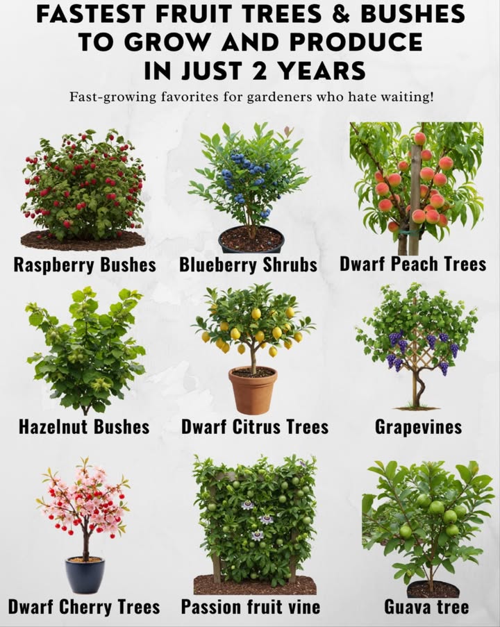 These trees and bushes grow and produce in just 2 years.
 Raspberry Bushes Zones 48: Harvest in just 2 years!
 Blueberry Shrubs Zones 39: Compact & colorful, perfect for acidic soil.
 Dwarf Peach Trees Zones 59: Sweet fruit by year two with care.
 Hazelnut Bushes Zones 48: Hardy and early producers.
 Dwarf Citrus Trees Zones 911 or indoors: Grow lemons, limes & oranges in pots!
 Grapevines Zones 59: Grapes in as little as 2 years!
 Dwarf Cherry Trees Zones 49: Ideal for patios, early fruiting.
 Passion Fruit Vine Zones 911: Exotic blooms and fruits by year two.
 Elderberry Bushes Zones 310: Great for pollinators and immunity.
 Guava Tree Zones 911 or indoors: Tropical flavor, quick to fruit.
 Butterfly Bush Buddleia Zones 59: Blooms profusely in the second year!

 Tips: Use young plants, keep soil compost-rich, and mulch for moisture!