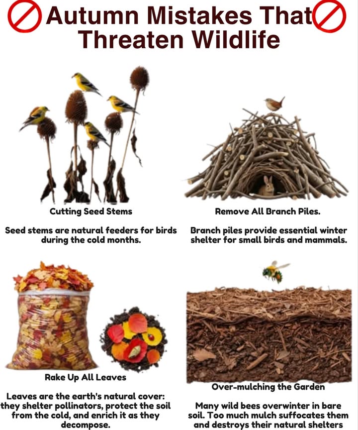 Fall Mistakes to Avoid to Protect Wildlife!

1. Cutting seed heads too early: They provide food for birds in winter, such as goldfinches and chickadees.
2. Applying too much mulch: Wild bees need areas of bare soil to overwinter; too much mulch suffocates them.
3. Removing piles of branches: They provide essential shelter for small birds and mammals.
4. Rake up all leaves: They insulate the soil and provide shelter for pollinators like butterflies and bees.
5.
 Lets preserve wildlife this fall!