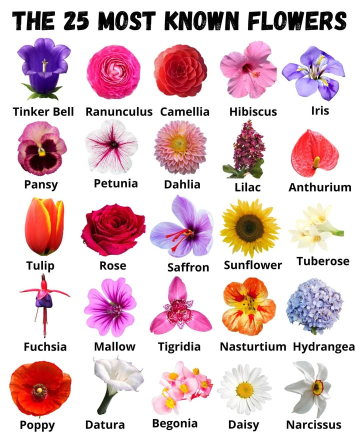 The 25 Most Famous Flowers 

The beauty and diversity of flowers brighten gardens and interiors, bringing color, softness, and vitality to every space. Each has its own charm and symbolism, reflecting the natural harmony between elegance and simplicity. 

List of the most famous:
Sininho  Ranunculus  Camellia  Hibiscus  Iris  Pansy  Petunia  Dahlia  Lilac  Anthurium  Tulip  Rose  Saffron  Sunflower  Tuberose  Fuchsia  Mallow  Tigridia  Nasturtium  Hydrangea  Poppy  Datura  Begonia  Daisy  Narcissus 

 Each flower is a living work of art, a symbol of love, renewal, and timeless beauty.