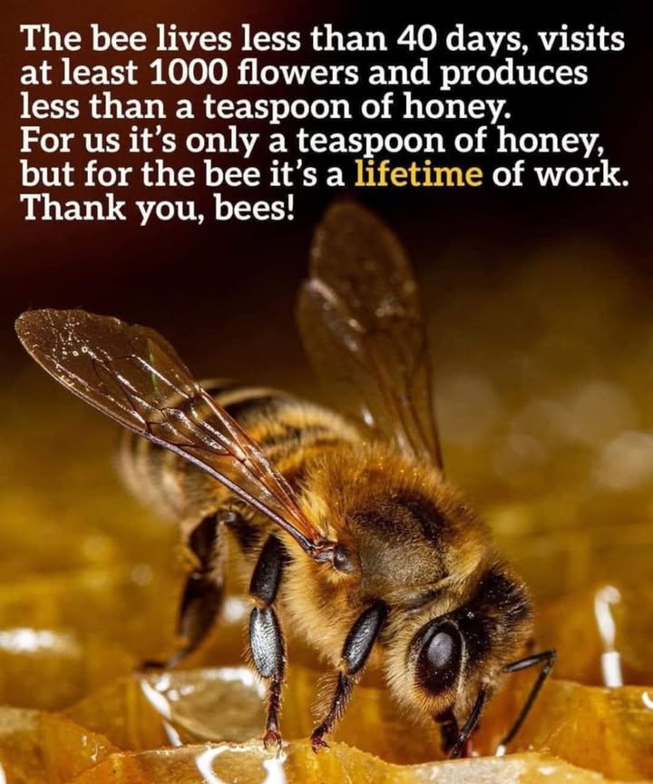 A Lifetime of Work in a Teaspoon of Honey 
For us, its just a teaspoon of sweetness but for the bee, it represents an entire lifetime of dedication. 

Bees are tiny creatures with a massive impactnot just on honey, but on the entire ecosystem. Without them, pollination would decline, affecting plants, fruits, vegetables, and even our food supply.

 Next time you enjoy honey in your tea, remember:

Its the lifes work of a bee.

Every drop is filled with effort, persistence, and teamwork.

Saying thank you to bees means protecting themby planting flowers, avoiding harmful pesticides, and supporting local beekeepers.
 For the bee, its a lifetime. For us, its gratitude.