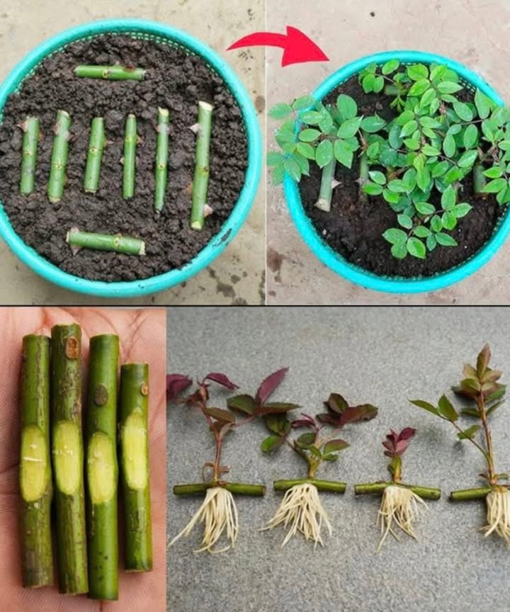 Grow Roses from Cuttings  The Easy Way!
 What Youll Need:

 Healthy rose stems 68 inches long
 Sharp knife or pruning shears
 Pot or container with rich soil
 Rooting hormone optional but helps!
 Water

 Steps:

Cut the Stems: Choose fresh, green rose stems. Trim them below a leaf node.

Prepare the Cuttings: Remove the lower leaves and slightly scrape the bottom bark to expose fresh tissue.

Dip in Rooting Hormone: This boosts root growth and success rate.

Plant in Soil: Insert the cuttings 23 inches deep into moist potting soil.

Water Gently: Keep the soil moist but not soggy.

Cover for Humidity: You can cover with a clear plastic bag or bottle top to create a mini greenhouse.

Wait & Watch: In 34 weeks, roots will begin forming!

 Tip: Place the pot in bright, indirect sunlight  not harsh sun.

 Result:

In a few weeks, your cuttings will sprout new leaves and roots  ready to be transplanted into your garden!

 Grow more roses naturally, right from your favorite plant.