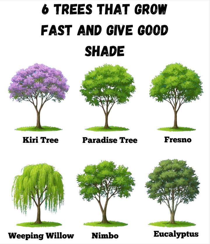 These trees will transform your garden into a paradise in no time!
Fast-growing, abundant shade, and natural beauty. Perfect for warm and cool climates.

 Kiri Tree
 Paradise Tree
 Ash
 Weeping Willow
 Nimbus
 Eucalyptus

Choose the perfect one for your space and enjoy a fresh and vibrant space.