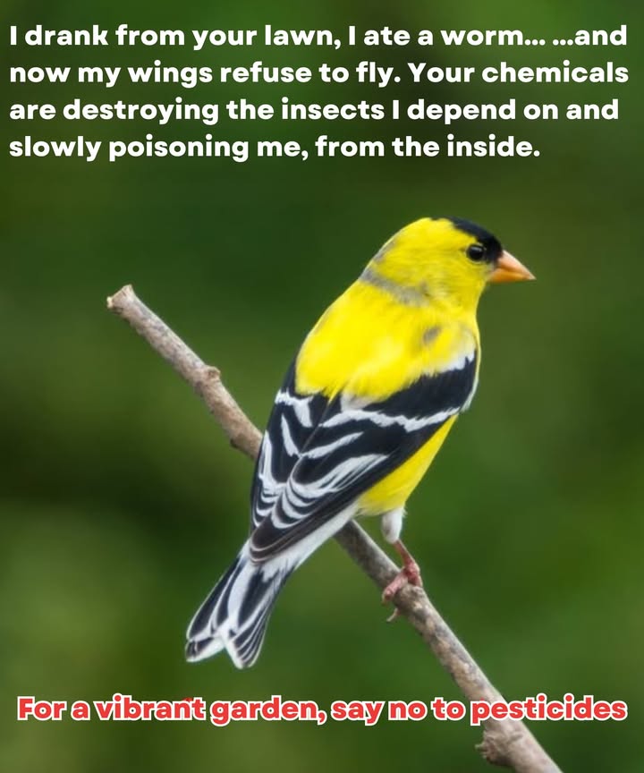 The Hidden Price of the Perfect Lawn 

Beneath every bright green lawn lies a silent reality: pesticides and herbicides poison the very life they claim to protect.
They seep into the soil, contaminate water, and affect birds, insects, and many other living things.
What we think were caring for often becomes a source of imbalance for the entire ecosystem.

 Preserving nature means allowing it to breathe freely.