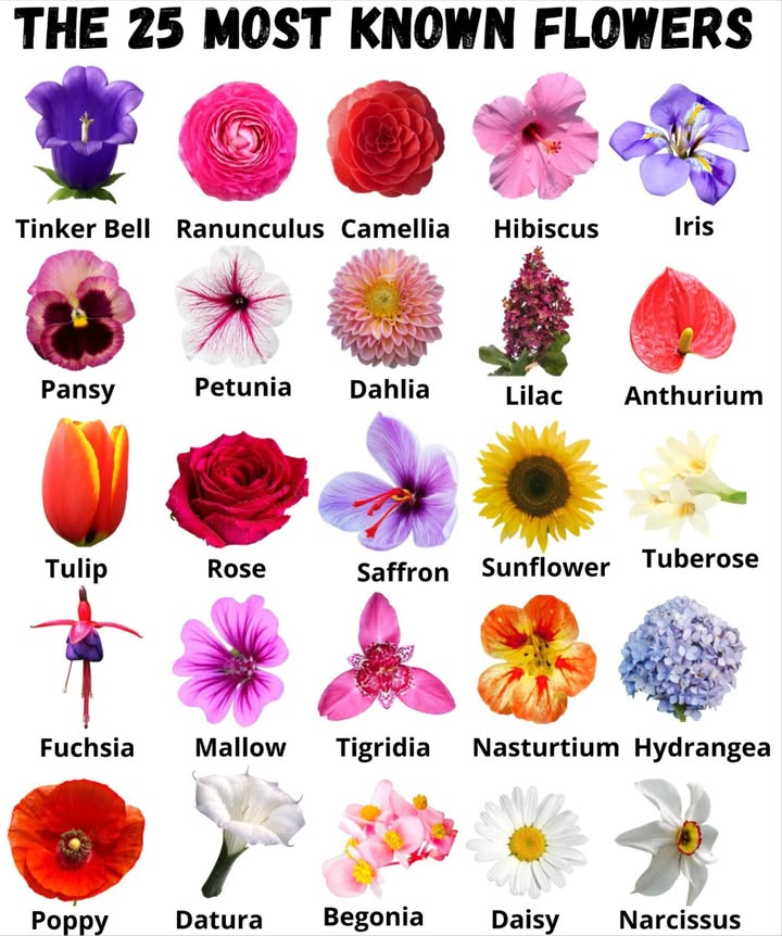 The 25 Most Famous Flowers 

The beauty and diversity of flowers brighten gardens and interiors, bringing color, softness, and vitality to every space. Each has its own charm and symbolism, reflecting the natural harmony between elegance and simplicity. 

List of the most famous:
Sininho  Ranunculus  Camellia  Hibiscus  Iris  Pansy  Petunia  Dahlia  Lilac  Anthurium  Tulip  Rose  Saffron  Sunflower  Tuberose  Fuchsia  Mallow  Tigridia  Nasturtium  Hydrangea  Poppy  Datura  Begonia  Daisy  Narcissus 

 Each flower is a living work of art, a symbol of love, renewal, and timeless beauty.