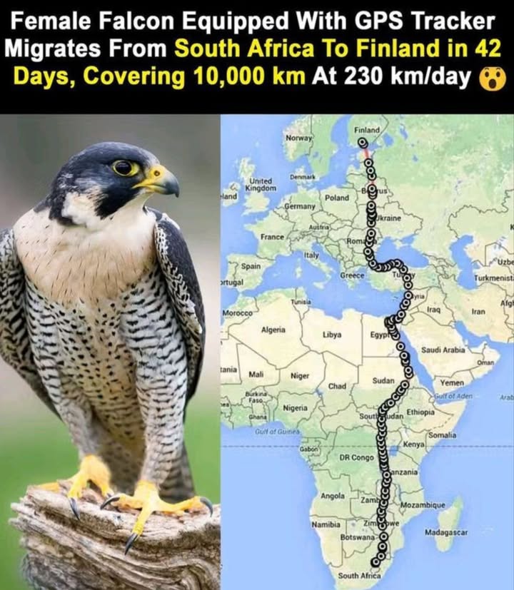 礪 Incredible Falcon Migration Journey

A female falcon equipped with a GPS tracker amazed researchers with her epic journey across continents!

 From South Africa  To Finland
 Duration: 42 days
 Distance: 10,000 km
 Speed: 230 km per day

 Why This Migration is Amazing

Falcons rely on instinct, weather patterns, and landmarks to travel.

This journey spans deserts, seas, and multiple countries.

GPS tracking helps scientists study bird migration, survival, and conservation needs.

 A true symbol of strength, endurance, and natures incredible design.