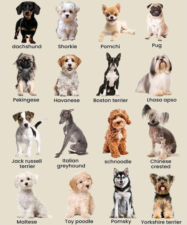 15 Small Dog Breeds Youll Absolutely Love
 1. Dachshund

Known as the sausage dog, theyre playful, curious, and full of courage.

 2. Shorkie

A Shih Tzu  Yorkie mixloyal, energetic, and affectionate.

力 3. Pomchi

This Pomeranian  Chihuahua mix is bold, tiny, and super cuddly.

 4. Pug

Charming, funny, and affectionatepugs are true lap dogs with big personalities.

女 5. Pekingese

Regal and fluffy, these little lions are independent yet loving.

 6. Havanese

Friendly and playful, known as the national dog of Cuba.

 7. Boston Terrier

Nicknamed The American Gentleman, theyre lively and intelligent.

 8. Lhasa Apso

Beautiful and calm, often known as a loyal watchdog.

 9. Jack Russell Terrier

Energetic, clever, and adventurousperfect for active families.

 10. Italian Greyhound

Elegant, sleek, and affectionateideal for those who love gentle lap dogs.

笠 11. Schnoodle

A Schnauzer  Poodle mix, playful, hypoallergenic, and smart.

 12. Chinese Crested

Unique in appearance, sweet, and surprisingly cuddly.

 13. Maltese

Fluffy white coats and gentle personalities make them irresistible.

了 14. Toy Poodle

Intelligent, trainable, and hypoallergenicperfect for families.

 15. Pomsky

A Pomeranian  Husky mixtiny, fluffy, and full of energy.