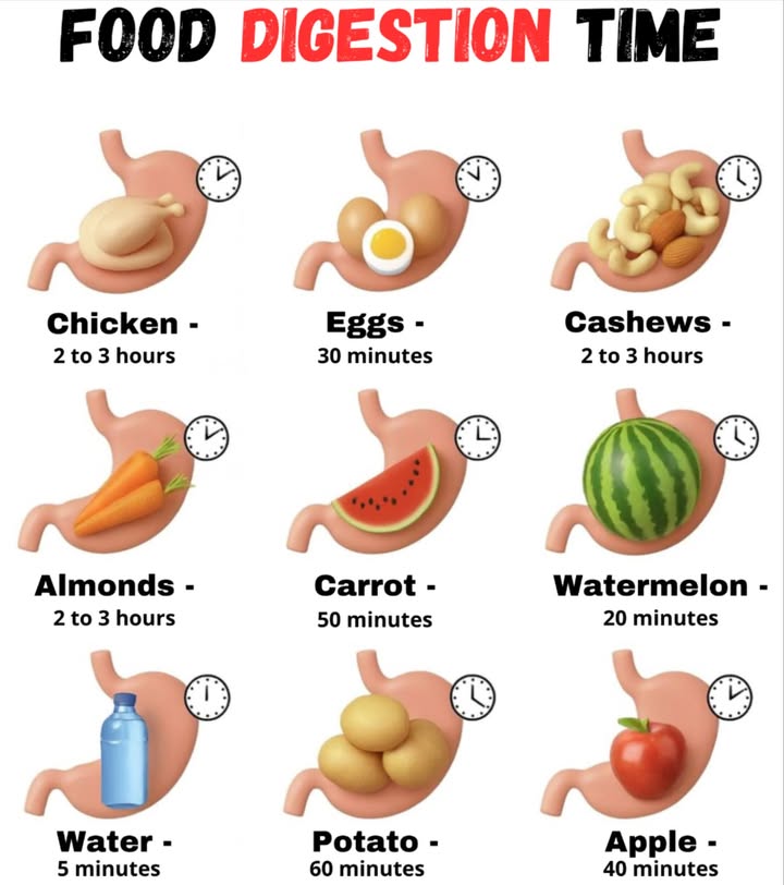 Food Digestion Time 復

Did you know that each food takes a different amount of time to digest in our stomach? 樂 Knowing these can help you improve your well-being and better organize your meals.

 Water  5 minutes
 Watermelon  20 minutes
 Apple  40 minutes
 Egg  30 minutes
 Carrot  50 minutes
 Potato  60 minutes
 Chicken  2 to 3 hours
 Almonds / Cashews  2 to 3 hours

 Tip: Combine foods based on their digestion times to feel lighter and have more energy.