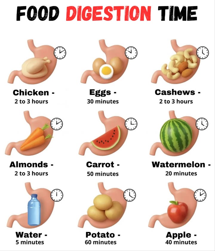Food Digestion Time 復

Did you know that each food takes a different amount of time to digest in our stomach? 樂 Knowing these can help you improve your well-being and better organize your meals.

 Water  5 minutes
 Watermelon  20 minutes
 Apple  40 minutes
 Egg  30 minutes
 Carrot  50 minutes
 Potato  60 minutes
 Chicken  2 to 3 hours
 Almonds / Cashews  2 to 3 hours

 Tip: Combine foods based on their digestion times to feel lighter and have more energy.