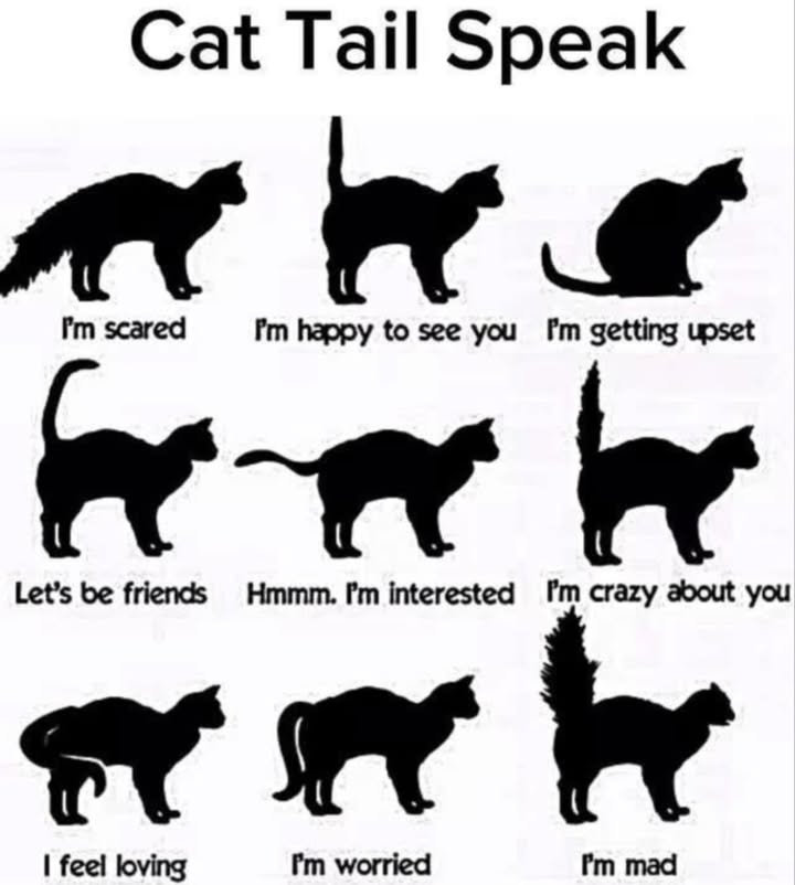 Cat Tail Speak: What Your Felines Tail is Telling You 
 Tail Positions & Meanings

Puffed-up & arched back  Im scared 

Tail straight up  Im happy to see you 

Tail flicking  Im getting upset 

Tail relaxed upright curve  Lets be friends 欄

Tail level & moving slightly  Hmm Im interested 

Tail quivering upright  Im crazy about you 

Tail wrapped around you/another cat  I feel loving 

Tail low & tucked  Im worried 

Tail bushy & upright  Im mad 

 Cat Parent Tip:
Learning your cats tail language helps you bond, avoid misunderstandings, and give them the comfort or space they need.
