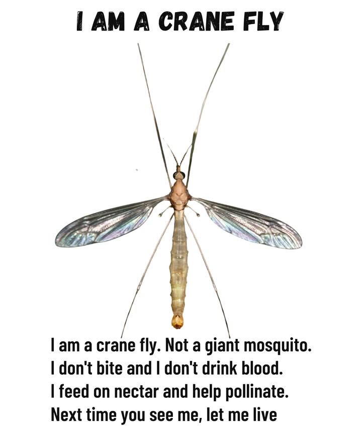 襁 Im a crane flynot a giant mosquito 

 Dont kill me! I dont sting and I dont drink blood.
 I feed only on nectar and help pollinate flowers.
 The next time you see my long legs flying gently,
 leave me aloneIm one of the good guys.