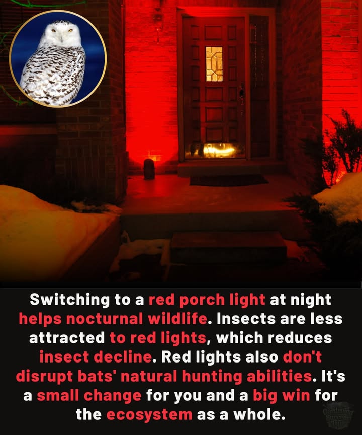 Protect Nocturnal Wildlife with a Simple Change
Switching to a red porch light helps:
 Reduce insect attraction
 Support bat populations in natural hunting
 Keep the nighttime ecosystem in balance

Small change, big impact for nature.