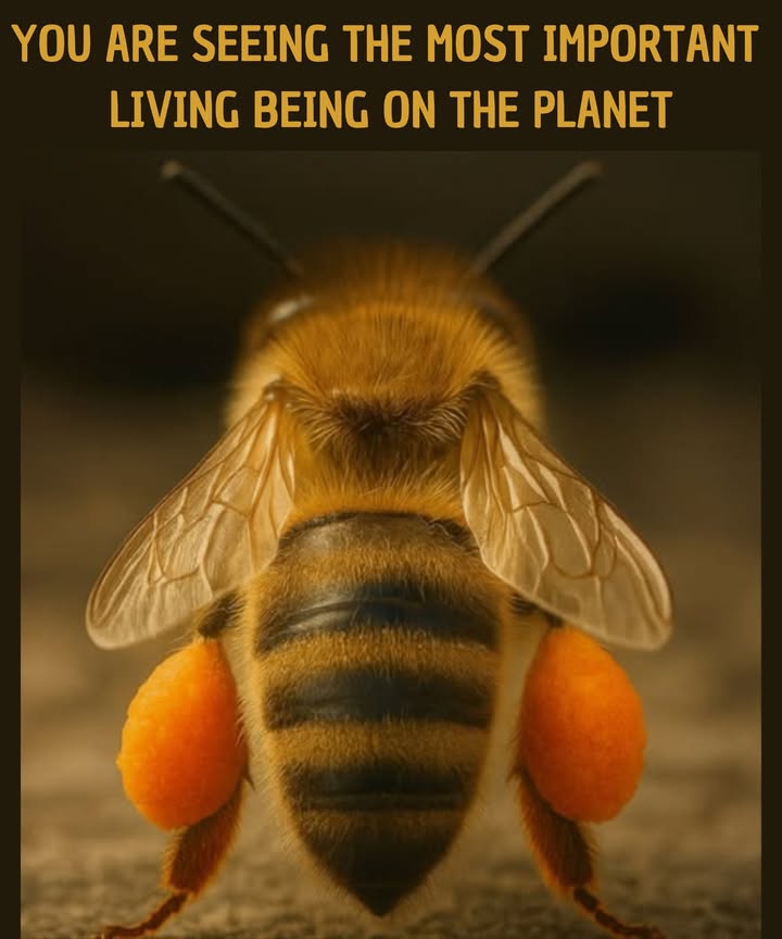 YOU ARE SEEING THE MOST IMPORTANT LIVING BEING ON THE PLANET