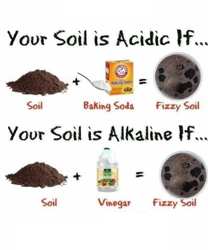 Quick DIY Soil pH Test: Is Your Soil Acidic or Alkaline
 How to Test for Acidic Soil
Youll need:

A scoop of soil

A spoon of baking soda

Water optional to moisten dry soil

Instructions:

Place soil in a container.

Add a little water if the soil is dry.

Sprinkle baking soda over the soil.

Watch for fizzing.

Result:
If the soil fizzes, its acidic. The baking soda reacts with acidic compounds in the soil, producing carbon dioxide bubbles.

 How to Test for Alkaline Soil
Youll need:

A scoop of soil

White vinegar

Instructions:

Place soil in a container.

Pour vinegar over the soil.

Watch for fizzing.

Result:
If the soil fizzes, its alkaline. The vinegar reacts with basic alkaline minerals like calcium carbonate, creating bubbles.

 What This Means for Your Garden
Acidic Soil Low pH: Great for blueberries, azaleas, and potatoes.

Alkaline Soil High pH: Ideal for lavender, cabbage, and many herbs.

Adjust soil pH with natural amendments like lime to raise pH or sulfur/peat moss to lower pH, depending on your plant needs.