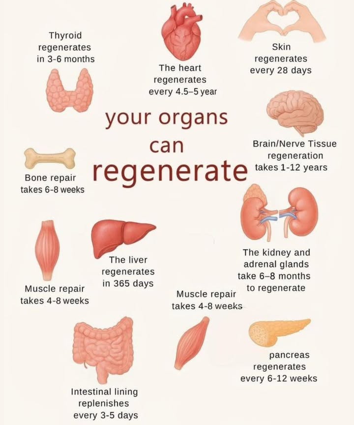 喙 Your Bodys Hidden Superpower: Organ Regeneration Timelines 
易 Brain/Nerve Tissue
 Takes 112 years
里 Some of the slowest to regenerate, but yes, it does happenespecially in the hippocampus!

 Heart
 Regenerates every 4.55 years
While heart cells regenerate slowly, they do replace over timeyour ticker has some healing power!

領 Bones
 Repair takes 68 weeks
Fracture? No worries. Your bones know how to mend themselves with time and care.

林 Skin
 Renews every 28 days
Your largest organ is in constant refresh modehello glow-up! 

易 Thyroid
 Regenerates in 36 months
This little gland bounces back faster than you might think, especially with proper nutrition.

料 Muscle Tissue
 Repairs in 48 weeks
Whether youre sore from the gym or healing an injury, muscles have solid recovery power.

裂 Intestinal Lining
 Replenishes every 35 days
Thats rightyour gut is practically brand-new every week! 

喝 Liver
 Fully regenerates in 365 days
One of the few organs that can regrow completely. Talk about liver love! 

什 Pancreas
 Regenerates every 612 weeks
It plays a vital role in blood sugar control, and thankfully, it renews itself too.

蓼 Kidneys & Adrenal Glands
 Take 68 months
Slow but steady, your detox duo can recover given time and support.

 Takeaway
Your body is a miracle of self-repair. Nourish it. Rest it. Respect it. Youre literally a work in progressevery single day.