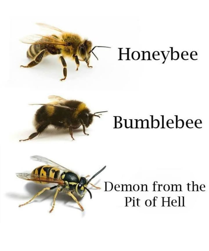 Bee Aware!  Know the Difference Between These Buzzing Insects!
 The Sweet & Gentle Heroes
 Honeybee

 Pollinator Extraordinaire

 Lives in hives and works tirelessly to make honey

 Generally calm and non-aggressive

 Crucial to our ecosystem

Approach with care, but no need to fearunless provoked!

 The Fluffy Giant
 Bumblebee

 Round, fuzzy, and adorable

 Excellent pollinatorsespecially for tomatoes and berries

 Very chill unless cornered

 Found buzzing low near flowers

Think of them as the teddy bears of the bee world.

 The Striped Menace
 “Demon from the Pit of Hell” aka: Wasp/Yellowjacket

 Aggressive and territorial

 Attracted to your food, soda cans, and BBQs

 No honey, no pollinationjust chaos

 Can sting repeatedly unlike bees!

Not technically a demon, but certainly acts like one at picnics.

易 Quick Tip:
 Bees are rounder, fuzzier, and peaceful.

 Wasps are sleeker, shinier, and more aggressive.