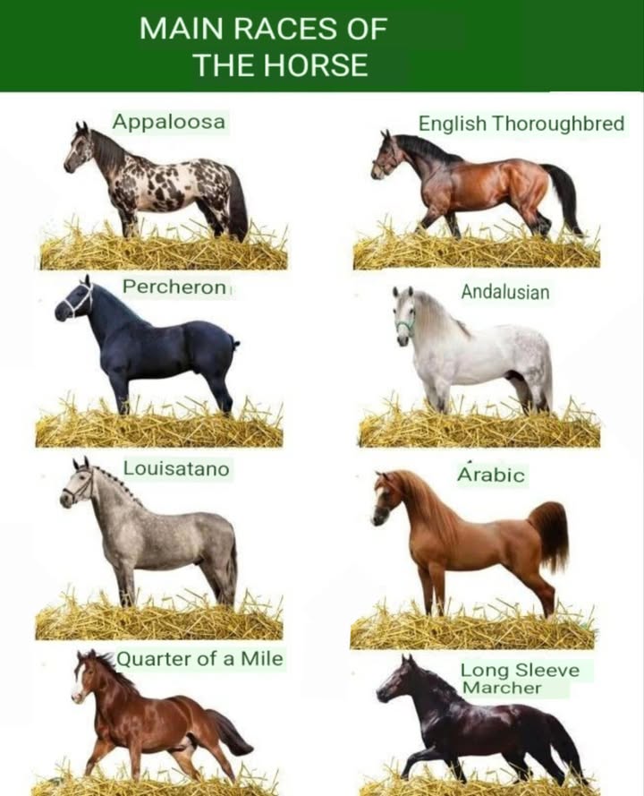 Meet the Majestic: 8 Stunning Horse Breeds You Should Know! 
From spirited sprinters to graceful dressage stars, explore the beauty, history, and unique traits of these incredible horse breeds. Perfect for equestrian lovers or curious animal fans!

1 Appaloosa   Spotted & Smart
Bred by the Nez Percé tribe, known for eye-catching coats and steady footing.

2 English Thoroughbred   Speed Legend
Built for racing, famed for elegance, stamina, and sheer power.

3 Percheron   Gentle Giant
A French draft horse with strength and sweetness to match.

4 Andalusian   Royal Elegance
A Spanish classic known for beauty, agility, and proud posture.

5 Lusitano   Brave & Bold
Portuguese cousin of the Andalusian, great for classical riding and bullfighting.

6 Arabian   Endurance Icon
One of the oldest breeds  refined, graceful, and full of spirit.

7 Quarter Horse  鸞 Western Star
Fast, muscular, and versatile  perfect for ranch work and rodeo.

8 Marchador Long Sleeve Marcher   Smooth Operator
A gaited breed prized for its ultra-smooth, comfortable ride.
