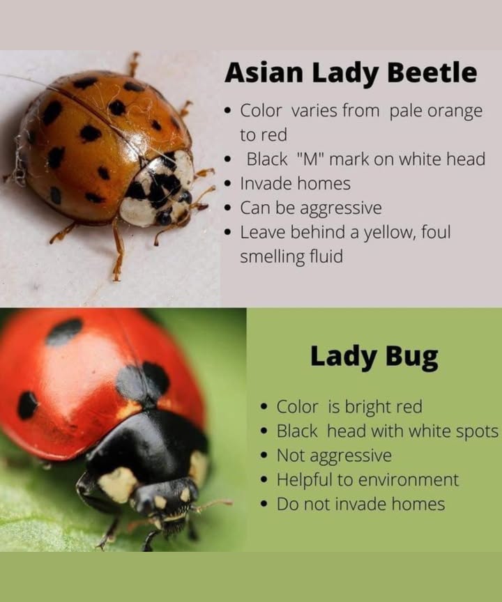 Ladybug vs. Asian Lady Beetle: Whats the Difference?
At first glance, these two beetles look nearly identicalbut dont be fooled! While they may share a similar appearance, they have very different behaviors and impacts on your home and garden.

李 Asian Lady Beetle Harmonia axyridis
Often mistaken for native ladybugs, these invaders can become unwelcome house guests.

 Color: Varies from pale orange to red
 Head: Distinct black M shape on a white head
 Behavior: Can be aggressive and bite
 Habits: Invades homes, especially in fall
 Odor: Releases a yellow, foul-smelling fluid when disturbed
 Environmental Impact: Can outcompete native species

 Fun fact: These were introduced to control pests but quickly became a nuisance in some areas.

 Ladybug Coccinellidae
Our beloved garden friend, these tiny helpers are a gardeners best ally.

 Color: Bright red with black spots
 Head: Black with white markings
 Behavior: Gentle and non-aggressive
 Habits: Stays outdoorsdoes not invade homes
 Benefits: Controls aphids and other harmful pests naturally
 Environmental Role: Essential for healthy ecosystems

 Tip: Attract ladybugs with flowering herbs like dill, fennel, and yarrow!

類 How to Tell Them Apart:
Check the head: An M shape means its likely an Asian lady beetle.

Behavioral clues: Friendly and outdoors? Probably a ladybug. Aggressive and indoors? Likely an invader.

 Why It Matters:
Native ladybugs are vital to maintaining a balanced ecosystem. Learning to distinguish them helps support biodiversity and keep your garden thrivingnaturally and safely.