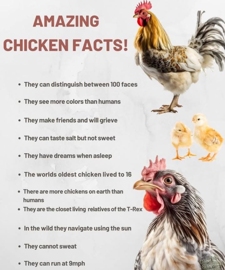 Amazing Chicken Facts! 

Chickens are way more fascinating than most people think! Here are some surprising facts:

 They can recognize up to 100 faces

 See more colors than humans

欄 Form friendships & even grieve

蓼 Taste salt but not sweet

 They dream while asleep

 Oldest chicken lived to 16 years

 More chickens exist than humans

練 Closest living relatives of the T-Rex

 Navigate by using the sun in the wild

 Cannot sweat

 Run up to 9 mph

Perfect little reminders of how unique these backyard birds really are!