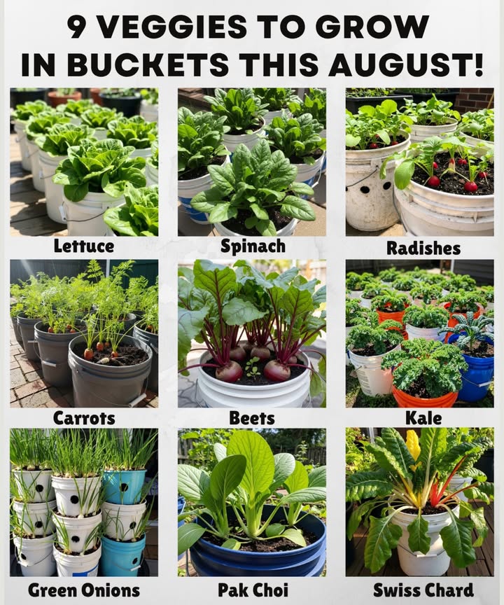 凌 9 Veggies to Grow in Buckets This August!
Perfect for patios, balconies, or small gardensthese crops thrive in 5-gallon buckets and cooler late-summer temps!

 Where & When to Plant:
 US Zones: 510 fall crops
 UK: Start for autumn harvests
 Australia: Late winterearly spring planting

 What to Grow:

1. Lettuce  Quick growers that love cooler evenings.
2. Spinach  Ideal for late summer to fall, especially in shade.
3. Radishes  Fast-growing and perfect for succession planting.
4. Carrots  Choose short or round types like Parisian.
5. Beets  Grow well in buckets, roots and leaves both edible.
6. Kale  Thrives in buckets and improves in flavor with cooler temps.
7. Green Onions  Space-efficient and great for repeat harvests.
8. Pak Choi Bok Choy  Quick to mature and perfect for stir-fries
9. Swiss Chard  Colorful, productive, and heat-tolerant.

 Tips:
Use a well-draining mix, buckets with drainage holes, and place in part sun. Sow in batches every 2 weeks for a steady harvest!