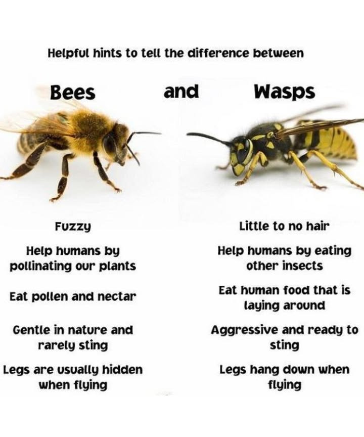 Bees vs. Wasps: How to Tell the Difference
 Bees  The Gentle Pollinators
 Key Traits:
 Fuzzy and round
 Help pollinate fruits, veggies, and flowers
 Eat pollen  nectar
 Calm and rarely sting
 Legs are tucked in when flying

 Why We Love Them:
Bees are essential to food production and plant life. No bees = fewer blooms and crops.

 Wasps  The Pest Patrol
 Key Traits:
 Sleek, shiny body
 Eat garden pests like caterpillars
 Love human food meats  sweets!
 Aggressive and quick to sting
 Legs hang down in flight

 Why Theyre Important:
Wasps are natural insect huntersgreat for controlling pests in your garden.