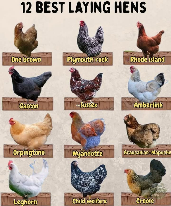 12 Best Laying Hen Breeds for Your Backyard Flock
1.  One Brown
Often mistaken for ISA Browns, these hens are prolific brown egg layers and super beginner-friendly.

2.  Plymouth Rock
Classic black-and-white stripes, hardy, and steady brown egg layerseven in winter!

3.  Rhode Island
Tough and independent, Rhode Island Reds lay lots of large brown eggs. A homestead favorite!

4.  Gascon
A rare gem! Hardy and adaptable with medium to large eggs. Sleek dark plumage too.

5.  Sussex
Gentle, speckled, and a reliable layer of light brown eggs. Great for free-range setups.

6.  Amberlink
Modern hybrid, calm, and lays tons of large brown eggs. Low-maintenance and efficient.

7.  Orpingtonn
Yes, with an extra n  Fluffy, affectionate, and decent brown egg layers. Great mothers too!

8.  Wyandotte
Gorgeous laced feathers and a strong laying reputation. Calm and cold-hardy.

9.  AraucanianMapuche
Eggs in blue or green! Unique looks, rare tufts, and great conversation starters.

10.  Leghorn
White eggs galore! Superstars of egg productionactive and efficient.

11.  “Child Welfare”
Likely a mislabeled Silver Laced Wyandotte. Stunning looks and excellent layers.

12.  Creole
Tough and tropical! Ideal for warmer regions, moderate layers with great foraging skills.

 Conclusion:
Whether you want brown, white, or colorful eggs, theres a hen on this list for every backyard setup. Mix breeds for variety, personality, and a basket full of beautiful eggs!