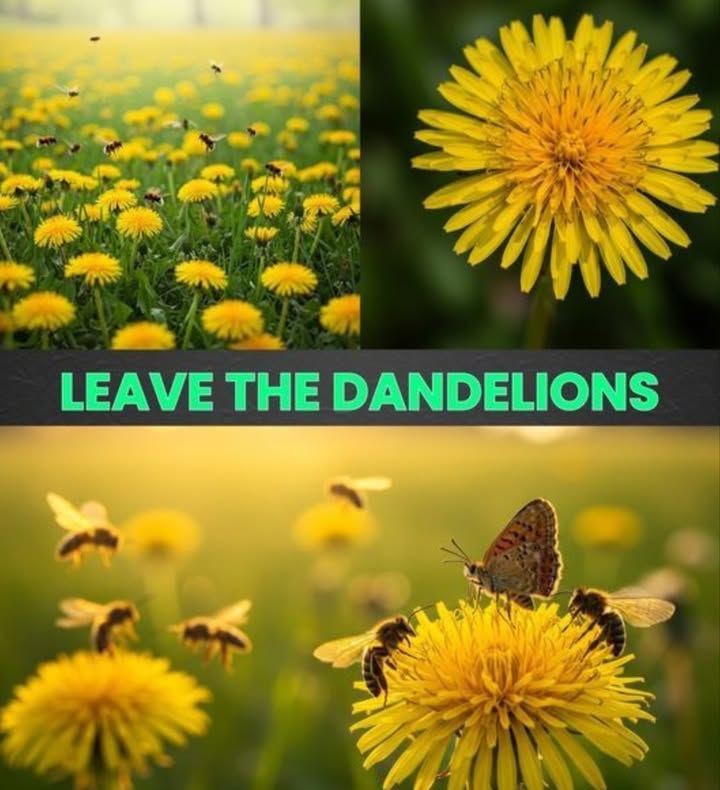 THE MIGHTY DANDELION: THE HERO OF POLLINATORS 
Think dandelions are just weeds? Think again! These golden blooms are super important for bees, butterflies, and nature.

 Why Dandelions Matter:
First to Bloom  They pop up in early spring when bees need food the most.

Easy to Access  Bees and butterflies can quickly sip their nectar.

Support Many Insects  More pollinators = healthier gardens and crops.

 Skip the Mower Sometimes
Dont mow them all down! Leaving some dandelions in your yardespecially in springhelps pollinators survive.

 Bonus: Good for You Too!
Dandelion leaves, roots, and flowers are edible and healthy, full of nutrients and used in natural medicine.

 Final Tip
Next time you see a dandelion, dont pull itappreciate it!
Its a small flower with a big purpose.