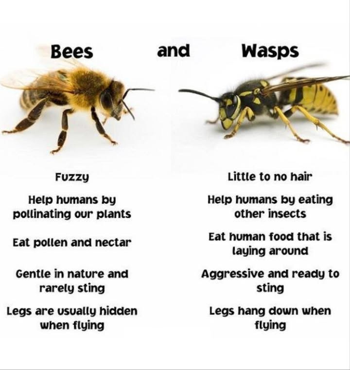 Bees vs.  Wasps: Know the Difference!
 Bees
 Fuzzy bodies help them collect pollen
 Pollinate plants, supporting our food system
 Feed on nectar and pollen
 Gentle and non-aggressive  sting only if threatened
 Legs are tucked in during flight

 Bees are vital for nature  theyre the heroes of pollination!

 Wasps
 Smooth with little to no hair
 Eat other insects, helping control pests
 Often feed on human food left outside
 Aggressive and quick to sting
 Legs dangle while flying

 Wasps may be pests at picnics  but they still play a role in nature.

類 Quick Tip:
If its fuzzy and flying calmly around flowers  its probably a bee.
If its hovering over your sandwich  its likely a wasp!