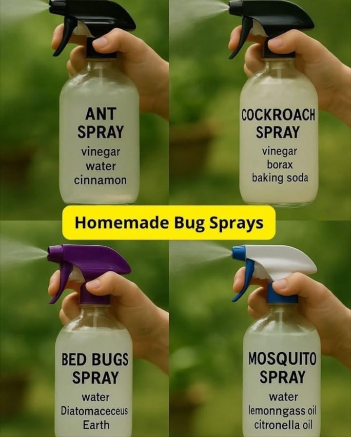 DIY Guide: Homemade Bug Sprays for a Pest-Free Home
 Ant Spray
Ingredients: Vinegar, Water, Cinnamon

Steps: Mix equal parts vinegar & water, add cinnamon. Spray on ant trails and entry points.

荒 Cockroach Spray
Ingredients: Vinegar, Borax, Baking Soda

Steps: Mix 1 tbsp each of borax & baking soda into 1 cup vinegar & water. Spray in cracks, under sinks, and behind appliances.

 Bed Bug Spray
Ingredients: Water, Diatomaceous Earth

Steps: Mix with water into a thin paste. Spray on beds and corners. Let dry, then vacuum.

烈 Mosquito Spray
Ingredients: Water, Lemongrass Oil, Citronella Oil

Steps: Add 1015 drops of each oil to water. Shake and spray near windows and outdoor spots.

 Final Tips:
Shake before use

Test on small areas first

Reapply as needed

Stay bug-free the natural way!