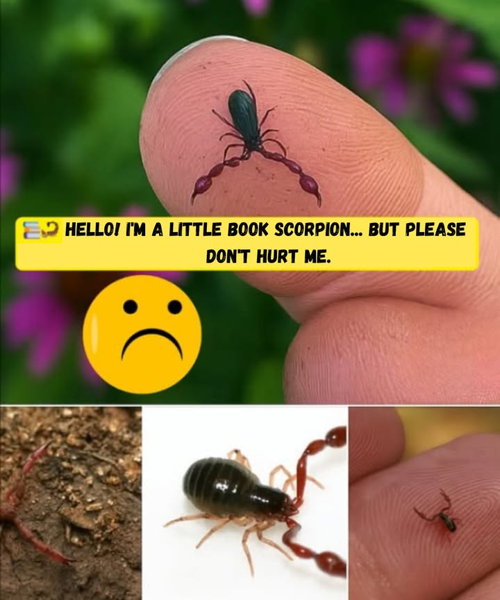 廬 Hi! Im a little book scorpion… but please dont hurt me. Even though I look like a mini scorpion, Im actually a pseudoscorpion, a harmless arachnid thats VERY beneficial to your home.

Did you know you should let me live in peace? I feed on pests like:
 Mites
 Booklice
淋 Clothes moth larvae
荒 Carpet beetle larvae

Im your natural ally against those pesky household pests! 

 Fun fact: Books used to be bound with animal glue . Booklice would eat it and ruin the pages… and thats where I come in! Thats why they call me the “book scorpion.”

 And no, Im not a real scorpion! I dont have a stinger or venom. I only look like one because of my pincers, but Im completely harmless to humans.

 So the next time you see one like me, dont squash it… protect it! Im small, but I do a great job!