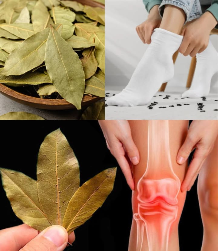 The incredible benefits of a bay leaf slipped into your socks
 Bay contains eugenol, a powerful natural anti-inflammatory. Placed near the heel, the leaf releases its soothing properties through the skin.
How to use it effectively:
1. Use clean, dry bay leaves.
2. Slip one or two leaves into your socks, near the heel.
3. Put the socks on and wear them at night or for a few hours during the day.
4. Repeat regularly to feel the benefits.
Why it works:
The eugenol, linalool, and cineole in bay act as natural pain relievers and soothe local inflammation. Other benefits:
 Antimicrobial properties
 Improves blood circulation
 Promotes restful sleep
 Relieves plantar, joint, and back pain
 A simple, natural, and economical method to improve daily comfort with bay leaves.