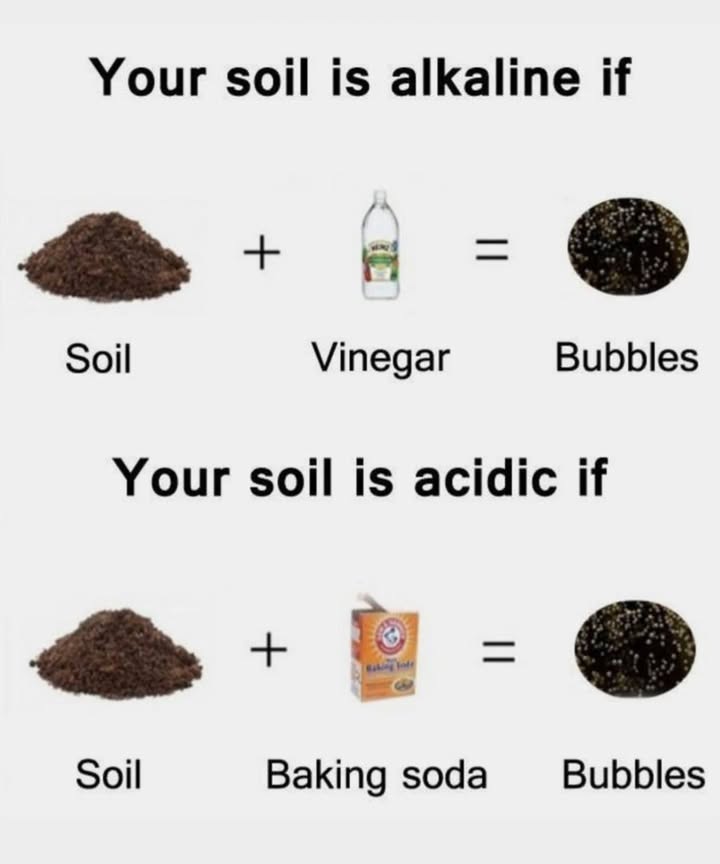 Soil pH Test at Home!
離 Test for Alkaline Soil
Youll Need:
 A scoop of soil
 White vinegar

How to Test:

Place soil in a container.

Add vinegar.

If it bubbles or fizzes  your soil is alkaline! 

離 Test for Acidic Soil
Youll Need:
 A scoop of soil
 Baking soda
 Water to moisten the soil

How to Test:

Moisten soil with a little water.

Sprinkle baking soda on top.

If it bubbles or fizzes  your soil is acidic! 

 Why It Matters:
Knowing your soils pH helps you choose the right plants and fertilizers, boosting plant health and productivity! 凌