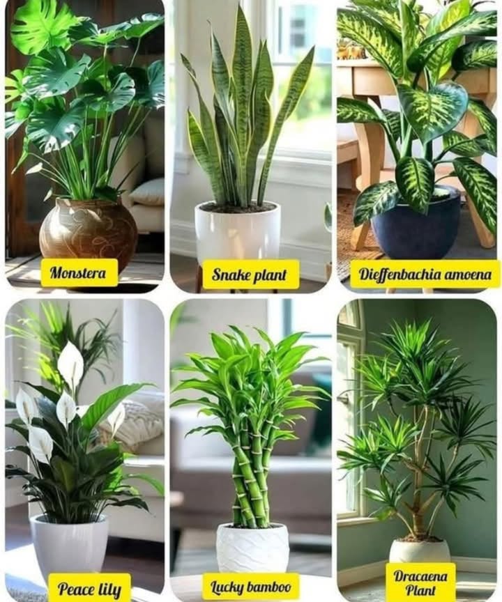 華 6 Stunning Indoor Plants for a Fresh Home Vibe

 Monstera  Bold, tropical leaves that make a statement

 Snake Plant  Low-maintenance and air-purifying

 Dieffenbachia Amoena  Beautiful variegated foliage

 Peace Lily  Elegant white blooms and easy care

 Lucky Bamboo  Brings greenery and good fortune

 Dracaena Plant  Tall, striking, and perfect for corners