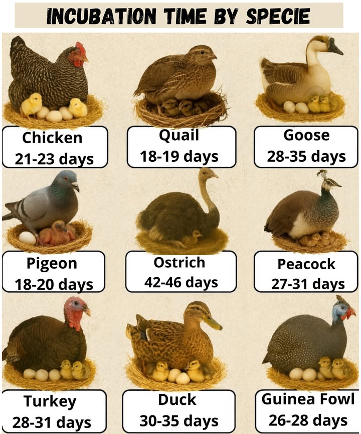 Incubation Period for Poultry 讀

 Knowing the incubation period for each species is essential for successful breeding:

 Chicken: 21-23 days

 Quail: 18-19 days

廉 Goose: 28-35 days

 Pigeon: 18-20 days

囹 Ostrich: 42-46 days

連 Peacock: 27-31 days

旅 Turkey: 28-31 days

閭 Duck: 30-35 days

閭 Guinea Fowl: 26-28 days

 Knowing these periods helps you plan for incubation and chick care.