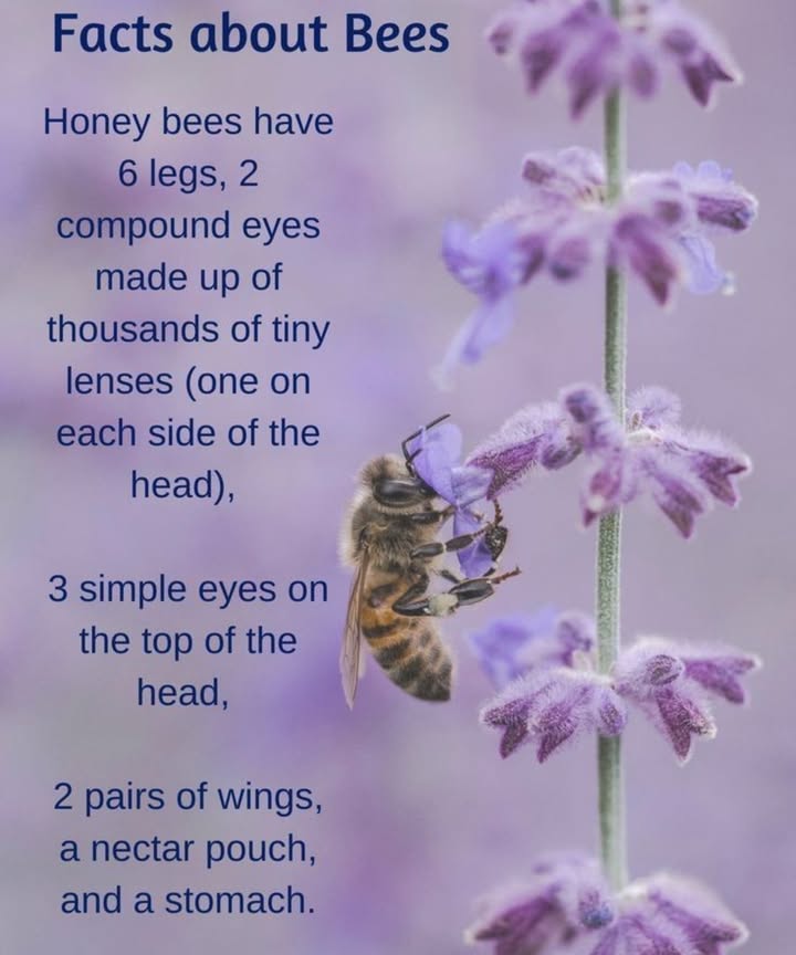 Fun Facts About Bees 

Bees are fascinating creatures that play an essential role in our environment! Here are some interesting facts about honey bees that you might not know:

1. 6 Legs
Honey bees have 6 legs, which they use for walking, gathering pollen, and even grooming themselves!

2. 2 Compound Eyes 
Bees have two large compound eyes made up of thousands of tiny lenses one on each side of their head. These eyes help them see in multiple directions at once and detect colors and patterns that are invisible to humans.

3. 3 Simple Eyes
On top of their head, bees also have 3 simple eyes that help them navigate and sense light levels, aiding in their flight and foraging.

4. 2 Pairs of Wings 曆
Bees have two pairs of wings, which they flap rapidly up to 200 times per second to fly from flower to flower in search of nectar.

5. A Nectar Pouch 
Honey bees have a special pouch called a nectar stomach, where they store the nectar they collect before returning to the hive to turn it into honey.

6. A Stomach
In addition to their nectar pouch, bees have a stomach where they digest the food they consume, just like humans.

Why Bees Are Important:

Bees are essential pollinators, helping plants reproduce and ensuring we have fruits, vegetables, and flowers.

Protecting bees is crucial to maintaining biodiversity and a healthy environment.