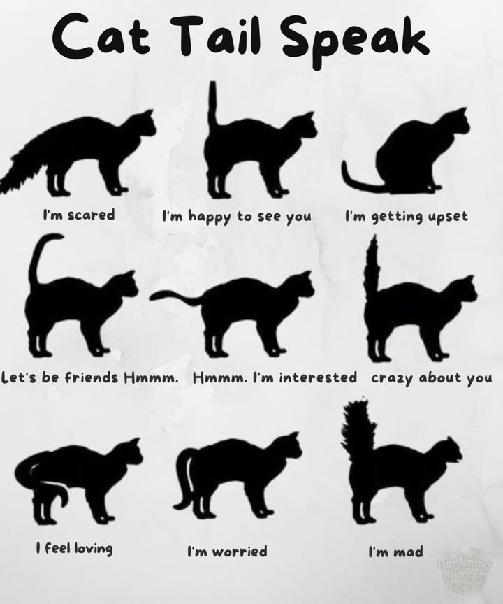 Understanding Your Cats Tail Language! 
 What Is Your Cats Tail Saying?
 Tail Held Straight Up
Mood: Happy, Confident
Theyre feeling social, secure, and glad to see you! 
 Tail Hooked or Curved at Tip
Mood: Friendly, Curious
A sign theyre in a playful or relaxed mood. Its a purr-fect time for interaction.
 Tail Tucked Between Legs
Mood: Fearful, Submissive
Your cat feels anxious or scared. Offer a quiet, safe space to retreat.
 Tail Lashing or Thumping
Mood: Irritated, Angry
Back off! This tail action is a clear sign theyre annoyed or overstimulated.
 Tail Puffed Up
Mood: Terrified or Aggressive
Your cat is on high alerttrying to look bigger to scare off threats. 裡
 Tail Wagging Slowly
Mood: Mildly Annoyed or Uncertain
Unlike dogs, slow wagging in cats can signal inner conflict or discomfort. Check the full body language.
 Tail Quivering While Raised
Mood: Excited, Joyful
Often seen during greetings or near favorite spotsthis tail shake is a sign of affection and joy!
 Why Tail Talk Matters:
Learning your cats tail signals helps you:
Build deeper trust
Avoid stress triggers
Strengthen your bond
Become your cats favorite human