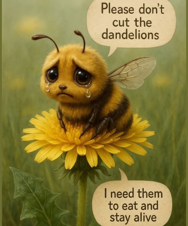 Save the Dandelions  Save the Bees

Dandelions are early food  They provide one of the first nectar and pollen sources for bees in spring.

Bees rely on them  Especially when other flowers havent bloomed yet.

Pollination power  Healthy bees help pollinate fruits, vegetables, and flowers we depend on.

Simple act, big impact  Letting dandelions grow can support local bee populations.

Natures balance  A yard with wildflowers is a yard buzzing with life.