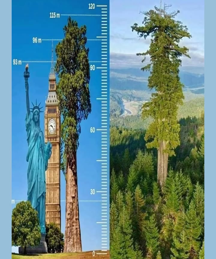 Hyperion  Californias Silent Giant 
Taller than the Statue of Liberty, more imposing than Big Ben, this plant colossus dominates the natural world.

 Dizzying height: 115.55 m
A veritable living skyscraper, equivalent to a 35-story building. A feat of nature.

 Species: Sequoia sempervirens
A symbol of longevity and power, Hyperion reigns in the heart of Redwood National Park, California.

 Estimated age: 700 to 800 years
An ancestral witness to centuries past, rooted in history and the earth.

蝹 Volume of wood: 530 m
A colossal reserve of material, protected in a green setting.

 A well-kept secret
To preserve this majestic being, its exact location remains confidential.

 Credit: Massimo x

 A tree that defies time, men, and monuments. A living monument.