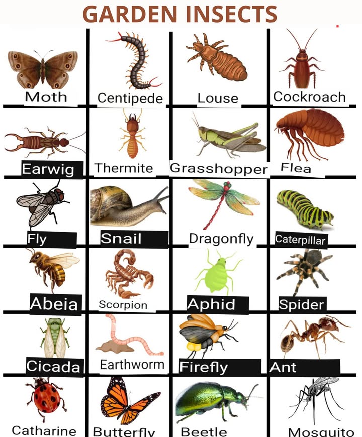 The garden is a rich and diverse ecosystem that hosts a wide range of organisms, such as insects, arachnids, and annelids. These living beings perform crucial functions in the ecosystem, including pollination, decomposition of organic matter, and control of pest populations.

 Insect Diversity in the Garden 

– Bees and butterflies, essential for plant pollination.
– Beetles and cockroaches, which feed on decaying organic matter.
– Ants and wasps, predators of pests and other insects.
– Flies and mosquitoes.

The garden is also home to several arachnids, including:

– Spiders, which hunt insects and other arachnids.
– Mites, which feed on plant sap and can harm plants.
– Scorpions, predators that control insect and arachnid populations.

 Annelid Diversity in the Orchard or Garden 

– Earthworms, which consume decomposing organic matter and improve soil structure.